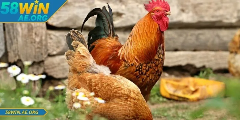 Kèo Đá Gà 58win - Cập Nhập Chi Tiết Và Dễ Hiểu Nhất 4 Có nhiều loại kèo đá gà 58WIN người dùng cần nắm rõ