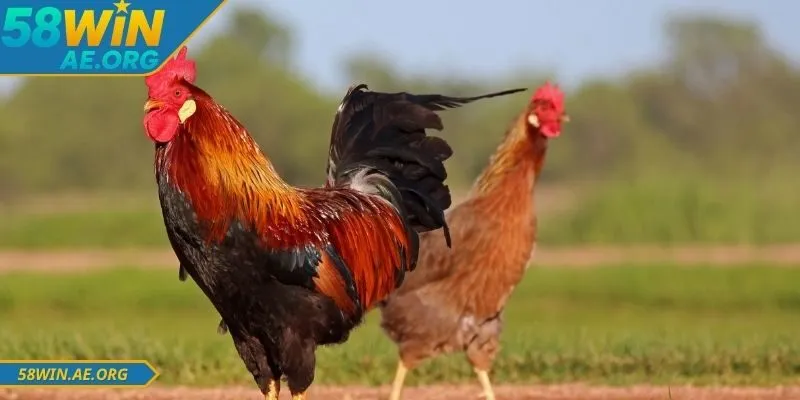 Kèo Đá Gà 58win - Cập Nhập Chi Tiết Và Dễ Hiểu Nhất 3 Kèo đá gà 58WIN với nhiều ưu điểm khi tham gia